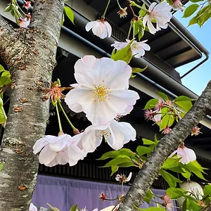 Rinn Kamiebisu 3*, Kyoto Japon